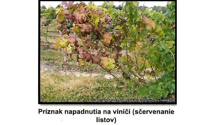 Fotka pre článok Metodické usmernenie pre ochranu pred zlatým žltnutím viniča