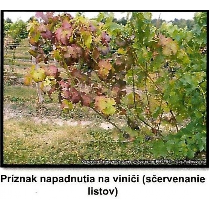 Menšia fotka pre článok Metodické usmernenie pre ochranu pred zlatým žltnutím viniča