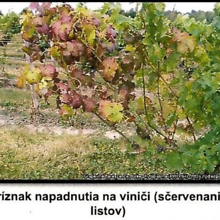 Metodické usmernenie pre ochranu pred zlatým žltnutím viniča